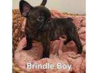 French Bulldog Puppy for sale in Fancy Gap, VA, USA