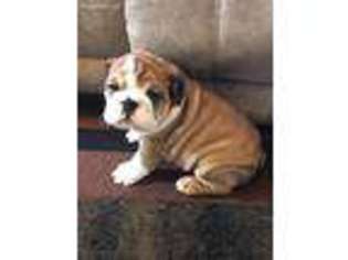 Bulldog Puppy for sale in Southington, OH, USA