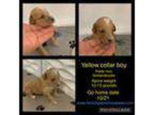 Goldendoodle Puppy for sale in Mount Carmel, IL, USA