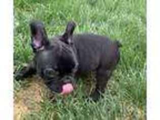 French Bulldog Puppy for sale in Maineville, OH, USA