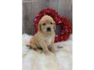 Golden Retriever Puppy for sale in Lagrange, IN, USA