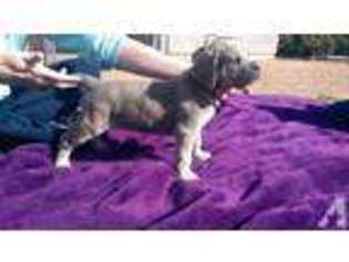 Cane Corso Puppy for sale in NEWPORT BEACH, CA, USA