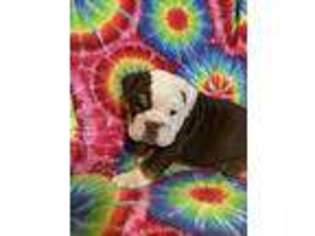 Bulldog Puppy for sale in Morehead, KY, USA