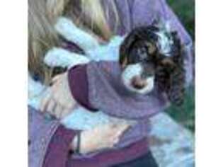 English Setter Puppy for sale in Mesa, AZ, USA
