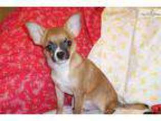 Chihuahua Puppy for sale in Dothan, AL, USA