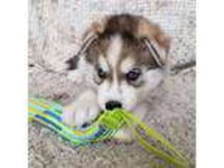 Mutt Puppy for sale in Coeur D Alene, ID, USA