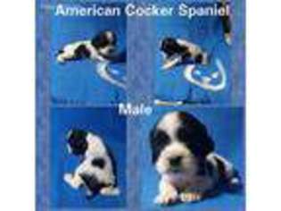 Cocker Spaniel Puppy for sale in Connersville, IN, USA