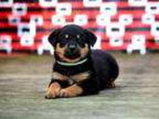 Rottweiler Puppy for sale in Boynton, OK, USA