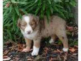 Miniature Australian Shepherd Puppy for sale in Drexel, MO, USA