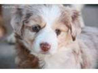 Medium Photo #1 Miniature Australian Shepherd Puppy For Sale in Colorado Springs, CO, USA