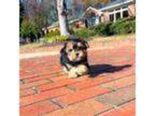 Mutt Puppy for sale in Newberry, SC, USA