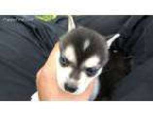 Alaskan Klee Kai Puppy for sale in Laredo, TX, USA