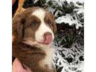 Mutt Puppy for sale in Pillager, MN, USA