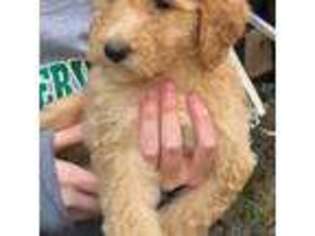 Mutt Puppy for sale in Dorchester, SC, USA