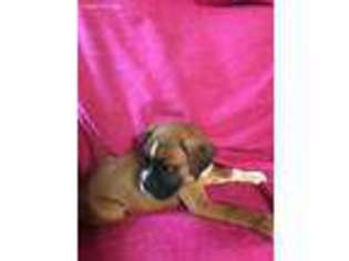 Boxer Puppy for sale in Marlette, MI, USA