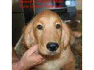 Golden Retriever Puppy for sale in Flemington, NJ, USA
