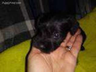Mutt Puppy for sale in Point Pleasant, WV, USA