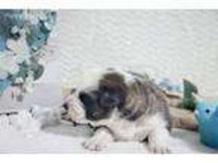 German Shepherd Dog Puppy for sale in Steelville, MO, USA