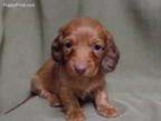 Dachshund Puppy for sale in Henderson, TX, USA