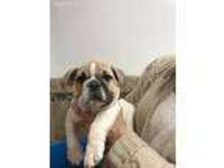 Bulldog Puppy for sale in Rockwood, PA, USA