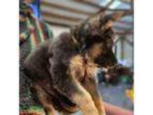 German Shepherd Dog Puppy for sale in Hampton, GA, USA