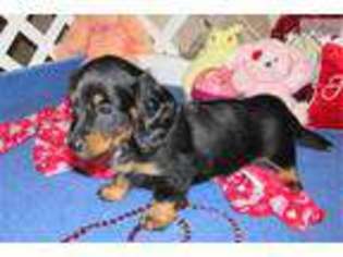 Dachshund Puppy for sale in Fort Worth, TX, USA