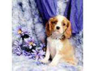 Cavalier King Charles Spaniel Puppy for sale in Belgrade, MN, USA
