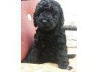 Australian Labradoodle Puppy for sale in LEONA VALLEY, CA, USA