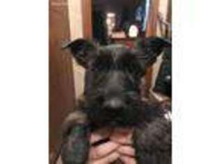 Scottish Terrier Puppy for sale in Cave Junction, OR, USA