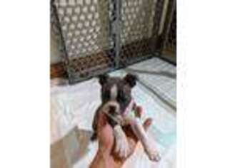Boston Terrier Puppy for sale in Watsontown, PA, USA