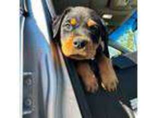 Rottweiler Puppy for sale in Chino, CA, USA