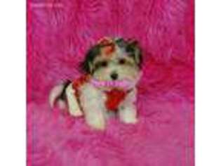 Yorkshire Terrier Puppy for sale in Sallisaw, OK, USA