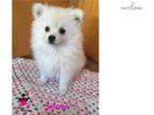 Pomeranian Puppy for sale in Palm Springs, CA, USA