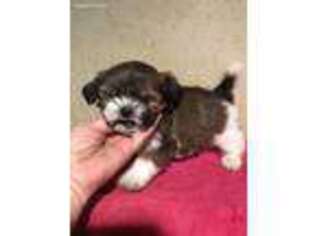 Mal-Shi Puppy for sale in Saint Hedwig, TX, USA