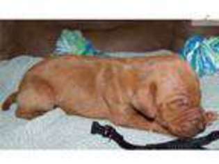 Vizsla Puppy for sale in Victoria, TX, USA