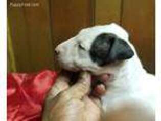 Bull Terrier Puppy for sale in Florissant, MO, USA