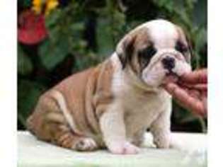 Bulldog Puppy for sale in ORLANDO, FL, USA