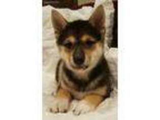 Shiba Inu Puppy for sale in Center Ridge, AR, USA