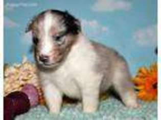 Shetland Sheepdog Puppy for sale in Bedford, VA, USA