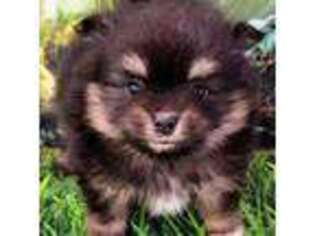 Pomeranian Puppy for sale in North Port, FL, USA