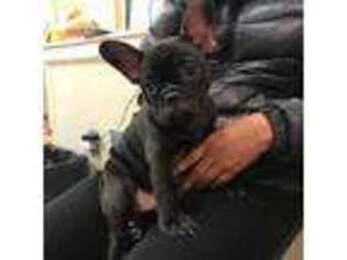 French Bulldog Puppy for sale in Reed City, MI, USA