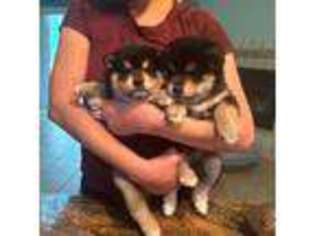 Shiba Inu Puppy for sale in Quincy, MA, USA