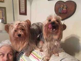 Yorkshire Terrier Puppy for sale in North Wilkesboro, NC, USA