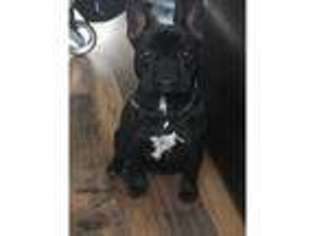 French Bulldog Puppy for sale in Tonyrefail, Mid Glamorgan (Wales), United Kingdom