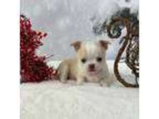 Chihuahua Puppy for sale in Iva, SC, USA