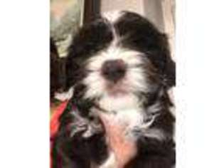 Havanese Puppy for sale in Ocoee, FL, USA