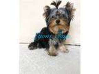 Yorkshire Terrier Puppy for sale in Hiram, GA, USA