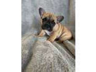 French Bulldog Puppy for sale in Jackson, OH, USA