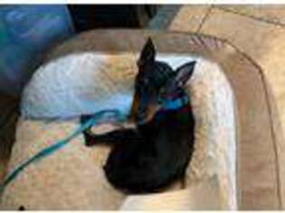Miniature Pinscher Puppy for sale in Westerville, OH, USA