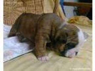 Bulldog Puppy for sale in Liberty, KY, USA